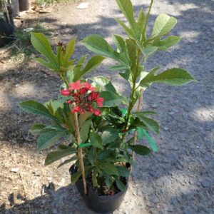 [Cây giống hoa] Hồng Mai chậu lớn cao 1m- CayGiongTot