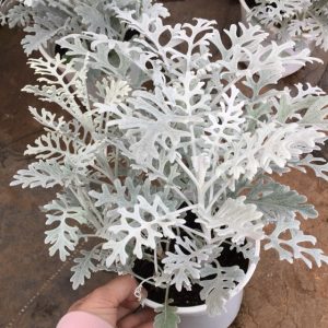Chậu cây Cúc Lá Bạc - Cúc Ren Bạc - Silver Dust Dusty Miller