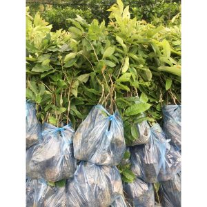 Cây giống hạt dẻ Chesnut Trùng Khánh