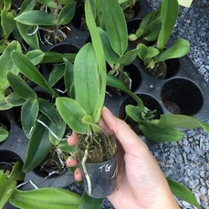 [Cây giống] Lan Cattleya TEM chuẩn màu Vàng nhập Thái - Giao cây như hình 2 - Rlc.Thongsuphan