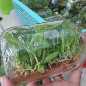 Chai Mô Giả Hạc Di Linh Xuân - chai 25 cây