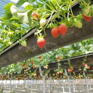 Cây giống Dâu Tây Nhật Sachinoka cấy mô - giống chịu nhiệt trái siêu ngọt, giòn