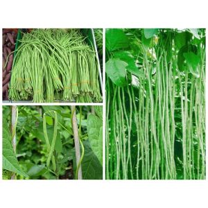 Gói 20g đậu đũa Đài Loan hạt trắng