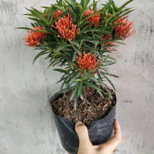 [Cây giống hoa] Trang kim hoa đỏ (cây mini) - CayGiongTot