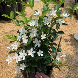 [Cây giống hoa] Mai chỉ thiên - CayGiongTot