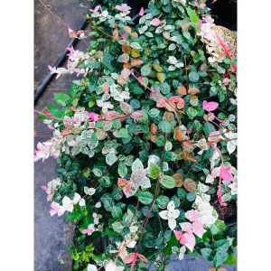 Cây giống thằn lằn cẩm thạch ( cây thằn lằn bông) - CayGiongTot