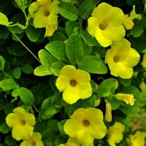 Cây giống Huỳnh Đệ - CayGiongTot