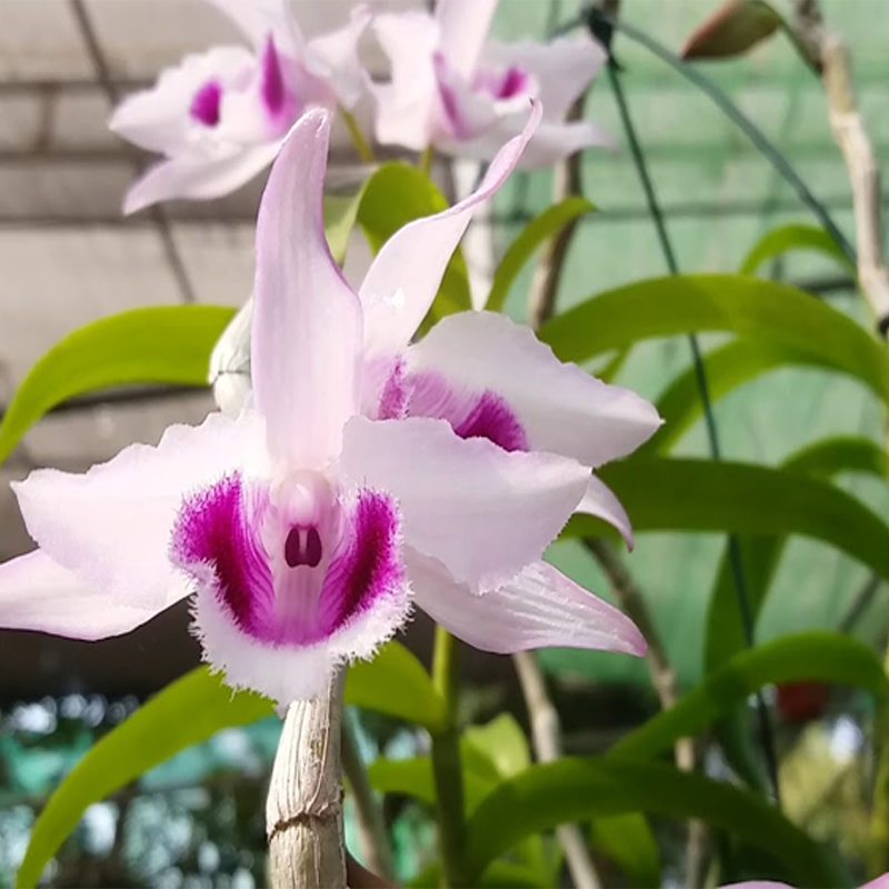 Chai mô Giả Hạc Chumoray - Gieo hạt 25 cây