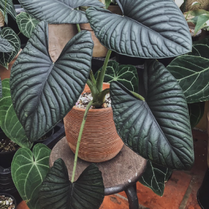 Cây giống kiểng lá Nebula(Alocasia Nebula ‘Imperialis’) size mini