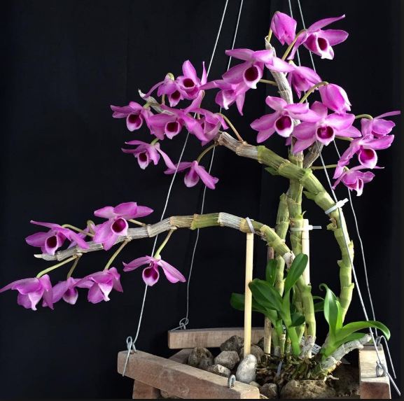 [Cây giống] Lan Giả Hạc Lai Trầm - Giống nhập Thái thân mập khỏe mạnh