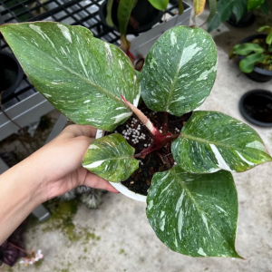 cây giống trầu bà Hiệp Sĩ Trắng,Philodendron White Knight Marble size mini