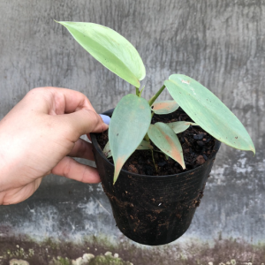Cây kiểmg lá vĩ cầm xanh - violin xanh size mini(Philodendron Bipennifolium)