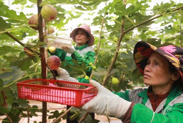 2-sung-my KINH NGHIỆM TRỒNG SUNG MỸ TRĨU CÀNH