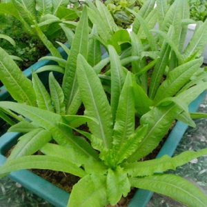 Gói 5GR hạt giống Rau Diếp Thơm (Cải Nhíp)