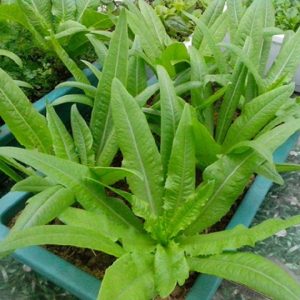 Gói 5GR hạt giống Rau Diếp Thơm (Cải Nhíp)