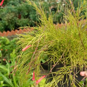 Cây liễu hoa đỏ - cây kiểng dễ chăm dế sống