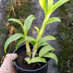 Dendro đột biến 3 vàng 3 đỏ nhập Thái - Thongchai Gold 3 - hàng cây tơ sắp cho hoa