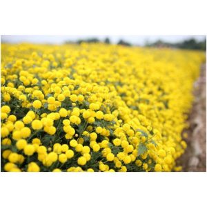 Gói 0.2GR hạt giống hoa Cúc Mini Vàng Gold