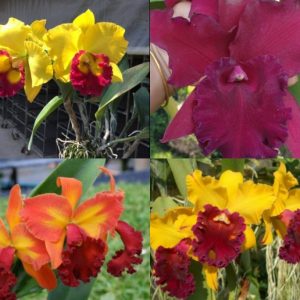 [Cây giống] Lan Cattleya Giống nhiều màu xổ số