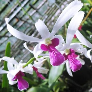 [Cây to đã có ngồng hoa sẵn] Cây Lan Dendro Nắng Thơm Bà Liễu - hàng ra hoa Tết 2020 - giao cây to như hình