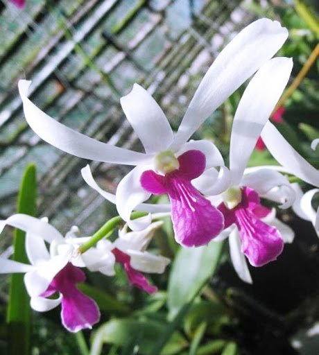 Cây Lan Dendro Nắng Thơm Bà Liễu - Cây to sắp hoa - giao cây to như hình