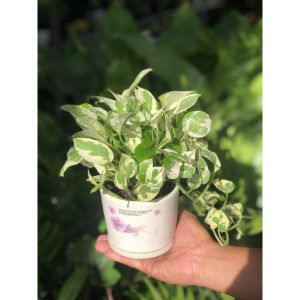 [Cây phong thủy] Trầu bà ngọc thủy - CayGiongTot