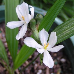 Củ giống hoa đại hành trắng_vàng