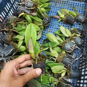 [Cây giống] Lan Cattleya Giống nhiều màu xổ số