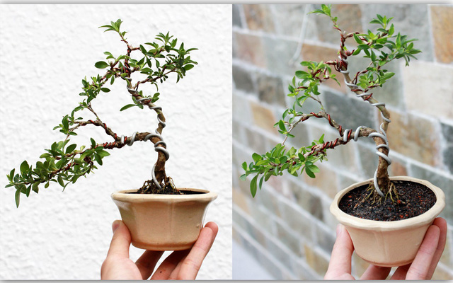 Chậu cây giống Bạch Tuyết Mai dáng bonsai