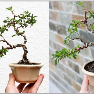 Chậu cây giống Bạch Tuyết Mai dáng bonsai