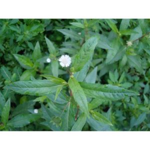 Gói 50  hạt giống Cỏ Mực Nhọ Nồi Trị Nhiều Bệnh