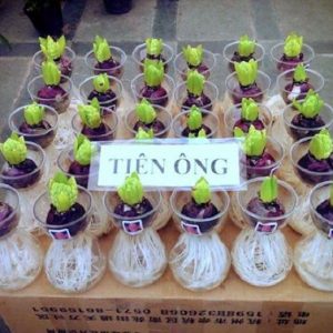 Củ tiên ông đã có mầm trồng nước - đủ 4 màu xanh, đỏ, hồng, tím - giao kèm bình thủy tinh như hình