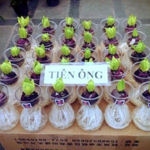 Củ tiên ông đã có mầm trồng nước - đủ 4 màu xanh, đỏ, hồng, tím - giao kèm bình thủy tinh như hình