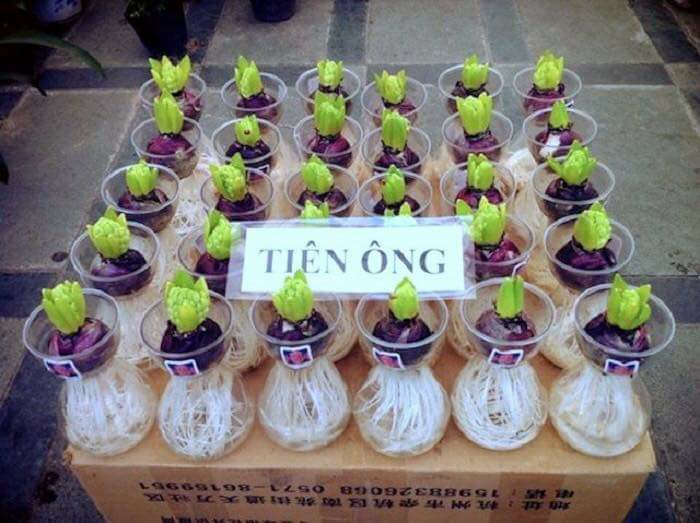 23659621-1929158684077230-1199367548573116856-n-9870aea3-2ecc-45ad-895f-aed0b0393976 Chai lọ, bình thủy tinh cắm hoa trồng củ tiên ông, hoặc các cây cảnh nhỏ