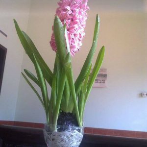 Chai lọ, bình thủy tinh cắm hoa trồng củ tiên ông, hoặc các cây cảnh nhỏ