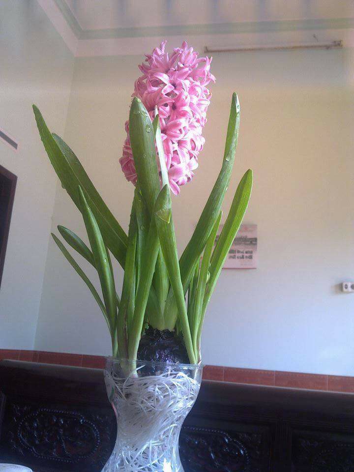 Chai lọ, bình thủy tinh cắm hoa trồng củ tiên ông, hoặc các cây cảnh nhỏ