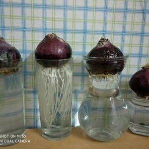 Củ tiên ông đã có mầm trồng nước - đủ 4 màu xanh, đỏ, hồng, tím - giao kèm bình thủy tinh như hình