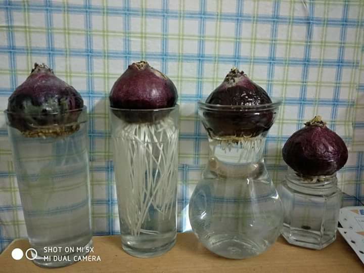 23722300-1929158714077227-8769364112218934905-n Củ tiên ông đã có mầm trồng nước - đủ 4 màu xanh, đỏ, hồng, tím - giao kèm bình thủy tinh như hình