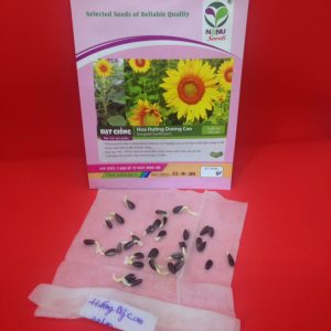 Gói 30 Hạt Giống Hoa Hướng Dương Cao Sungold - Nanuseeds
