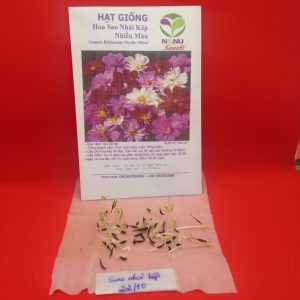 Gói 30 hạt giống hoa sao Nháy kép nhiều màu