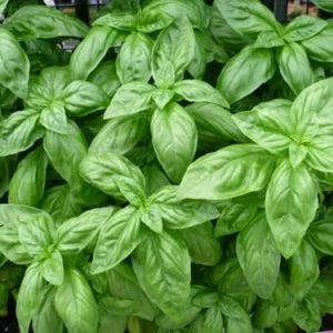 Chậu cây húng tây, cây gia vị, Basil