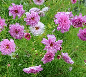 Gói 0.2GR hạt giống hoa Sao Tím Kép Nhiều Màu