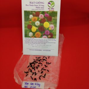 Gói 50 hạt giống hoa thược dược tổ ong nhiều màu