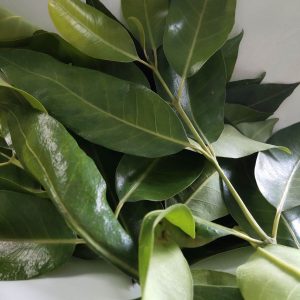 1kg lá vối tươi giải nhiệt cho cơ thể, mát gan, lợi tiểu, giảm cân