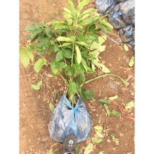 Cây giống hạt dẻ Chesnut Trùng Khánh