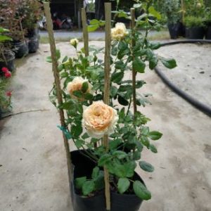 [Cây giống hoa] Hồng ngoại Masora size chậu C9 - CayGiongTot