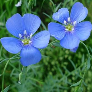 Gói 0.5GR hạt giống hoa Lanh Nhiều Màu (hoa Lanh)