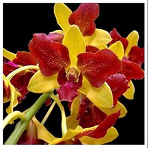 Dendro đột biến 3 vàng 3 đỏ nhập Thái - Thongchai Gold 3 - hàng cây tơ sắp cho hoa