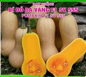 Gói 5 HẠT hạt giống Bí Đỏ Da Vàng F1 SV 555