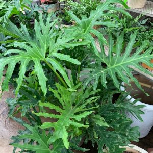 [Cây phong thủy] Trầu Bà Thanh Xuân chậu lớn - size trung